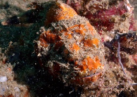 Komodo 2016 - Reef stonefish - Poisson Pierre - Synanceia verrucosa - IMG_7357_rc